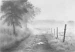 Country Lane Fog