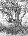 Hawthorne Tree