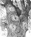 'Tree Bark Study' graphite pencil drawing by Diane Wright