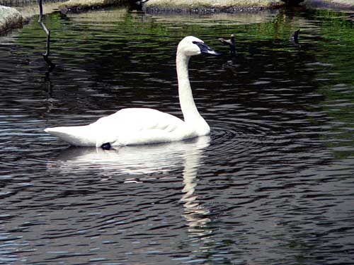 Reference photo of Swan for 'Drawing Water' tutorial